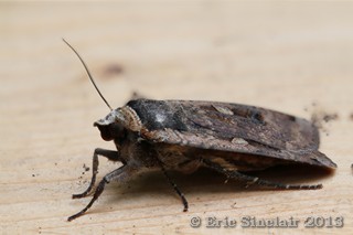 Large Yellow Underwing